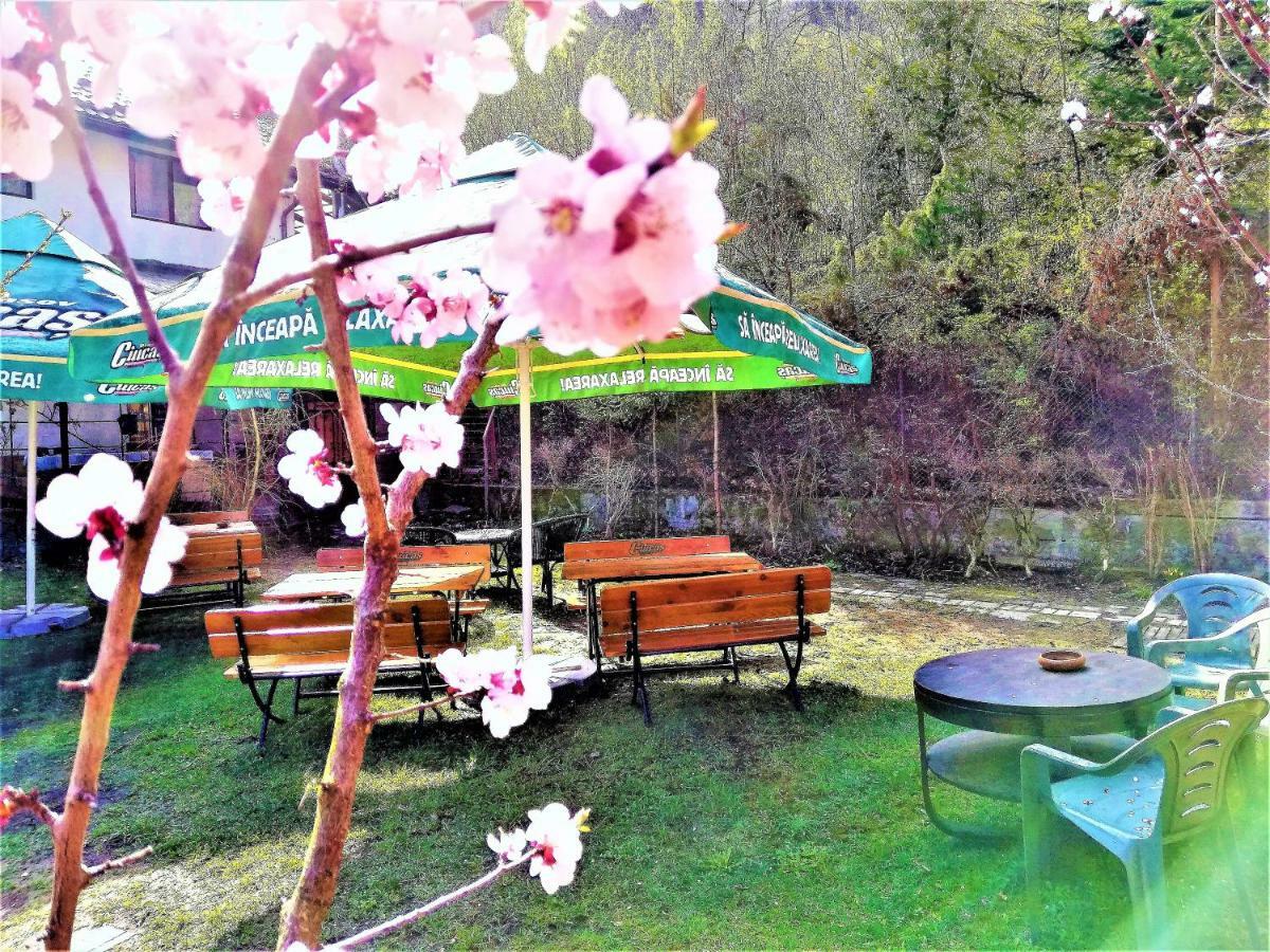 Leyla Guesthouse Castel براشوف المظهر الخارجي الصورة