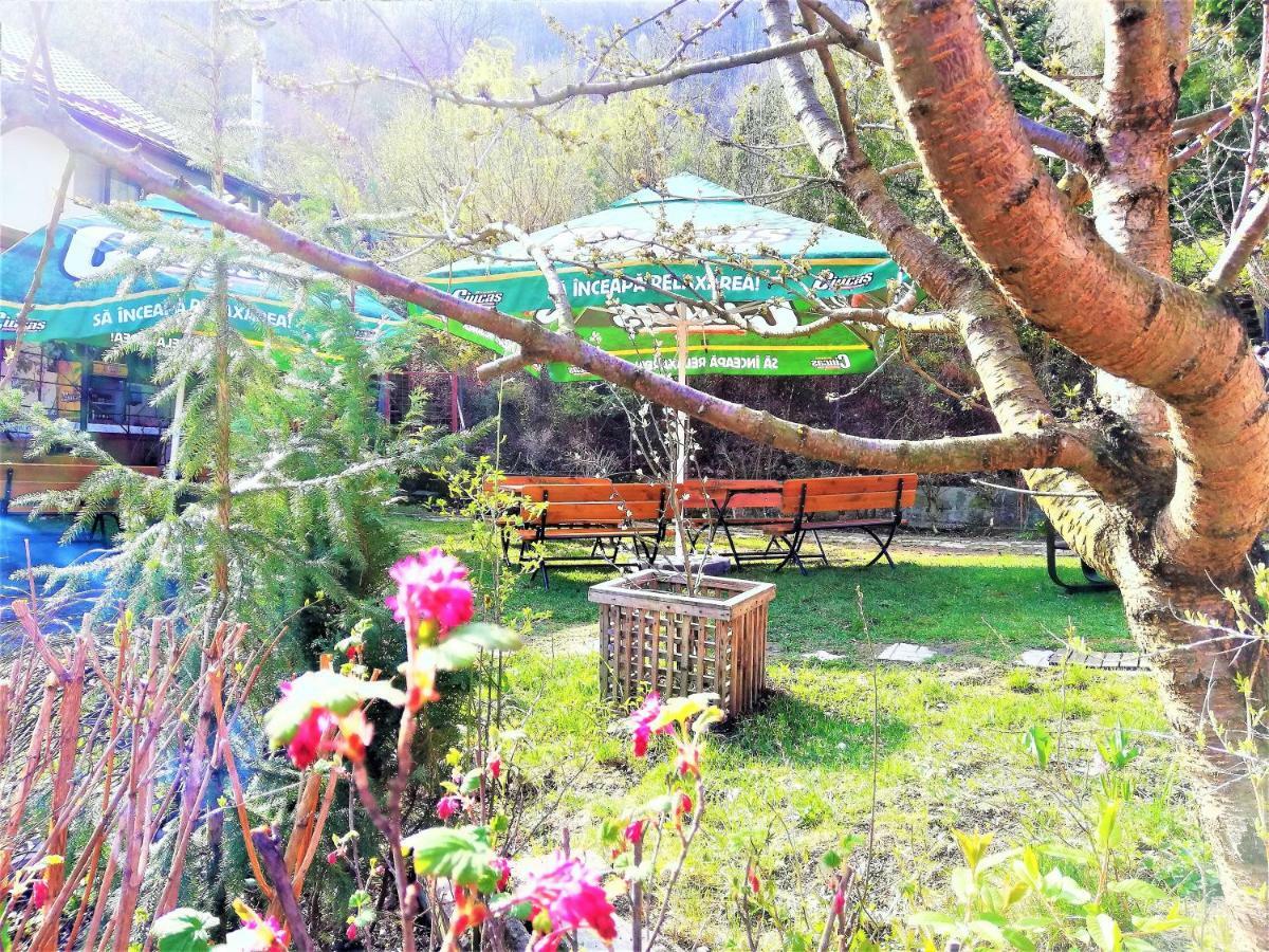 Leyla Guesthouse Castel براشوف المظهر الخارجي الصورة